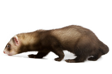 Ferret