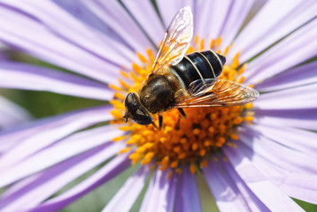 Bee