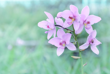 Pink Dendrobium orchid flower