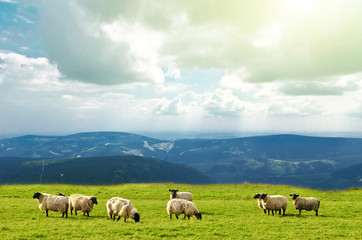 Naklejka na ściany i meble sheep on landscape view