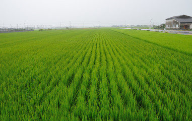 rice field