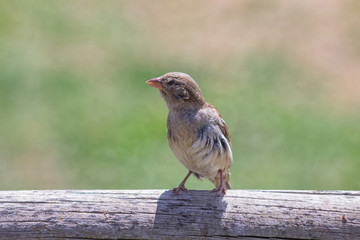 Young female sparrow