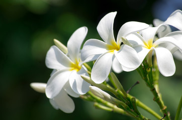 Fototapeta na wymiar white plumeria flowers