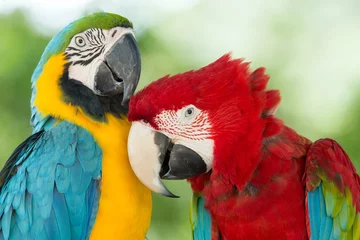  papegaaien © Pakhnyushchyy