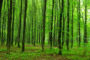Fototapeta premium green forest