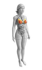 Female breast artwork