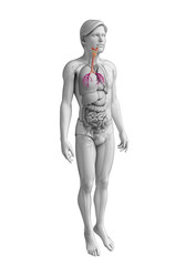 Male throat anatomy