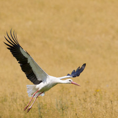 A Stork in flight in Suwalki Landscape Park, Poland.