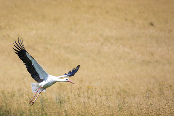A Stork in flight in Suwalki Landscape Park, Poland.