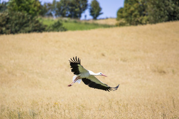 A Stork in flight in Suwalki Landscape Park, Poland.