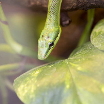 a close-up of an green mamba