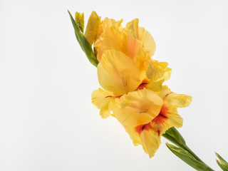 黄色のグラジオラスの花穂