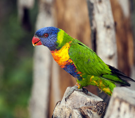 Rainbow Lorikeet