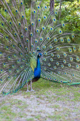 Obraz premium Peacock