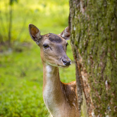 Close-up fallow deer in wild nature
