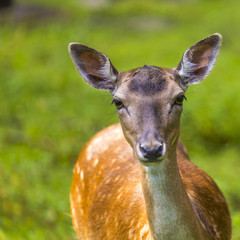 Close-up fallow deer in wild nature