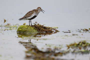 Dunlin, Calidris alpina