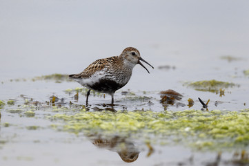 Dunlin, Calidris alpina