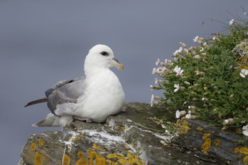 Fulmar, Fulmarus glacialis