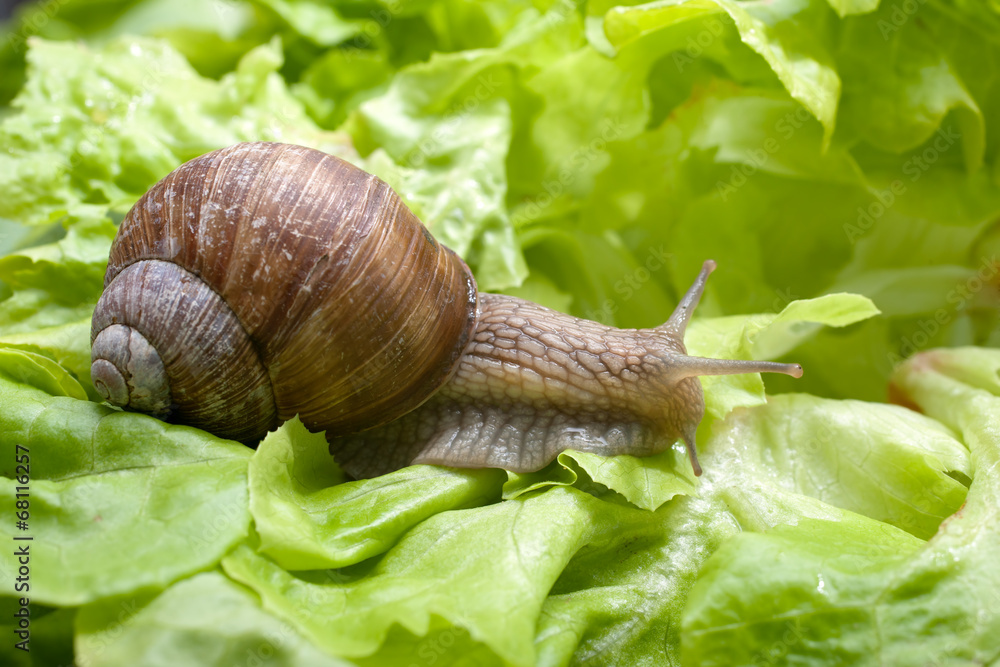 Wall mural Helix pomatia, Burgundy snail