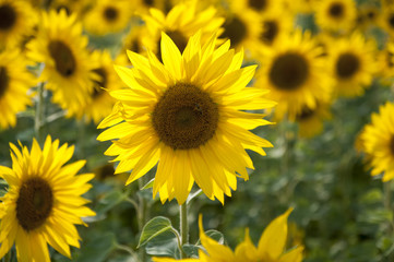 Naklejka premium Sonnenblumen 6636