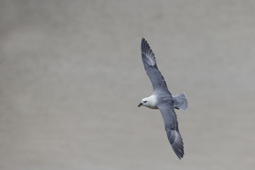 Fulmar, Fulmarus glacialis