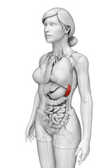 Female spleen anatomy - obrazy, fototapety, plakaty