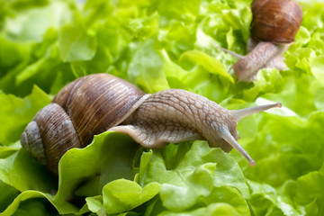 Helix pomatia, Burgundy snail