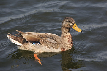 Beautiful duck swims in a pond.