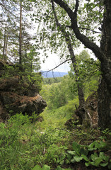 Beautiful forest in the Mount Small Sinyuha.