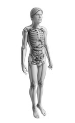 Digestive system of male anatomy