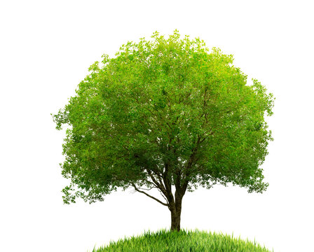Fototapeta tree and grass isolated