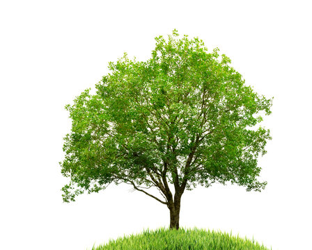 tree and grass isolated