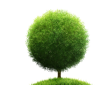 tree and grass isolated