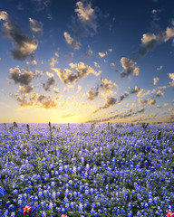 Bluebonnets in the Texas Hill Country