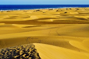 Foto op Aluminium Natural Reserve of Dunes of Maspalomas, in Gran Canaria, Spain © nito