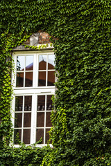 Fototapeta na wymiar window covered with green ivy