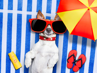 dog summer beach