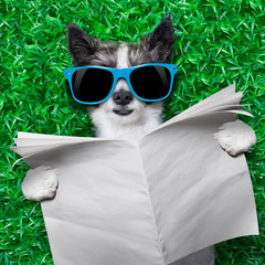 dog newspaper