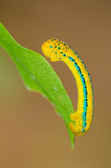 caterpillar