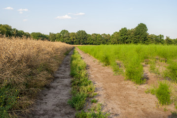 Fototapeta na wymiar Rural landscape of rapeseed and dill field