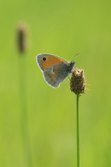 Kleines Wiesenvögelchen