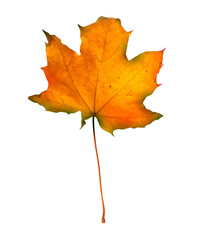 Autumn maple branch with leaves isolated on a white background