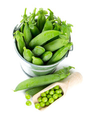 fresh pea pods in metallic bucket