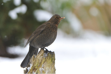 Amsel