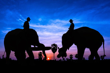 Fototapeta na wymiar Elephant work on twilight time