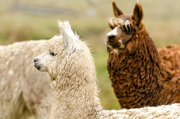 Alpakas