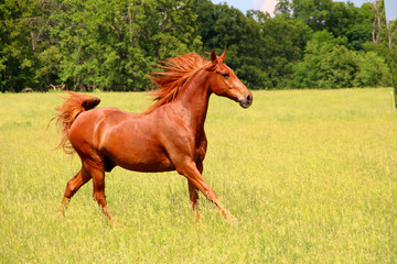 Sorrel Horse Running in Summer Pastures