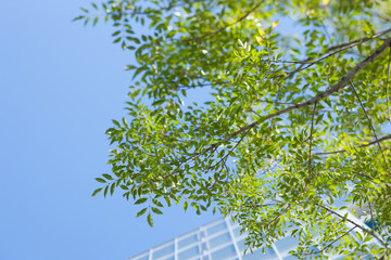 新緑のオフィスビル街