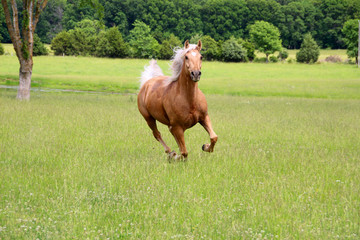 Naklejka na ściany i meble Palomino Horse Running in Summer Pastures